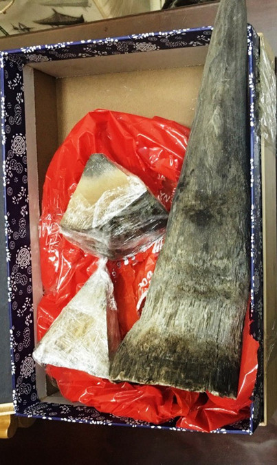 Sừng tê giác trị giá 4 tỷ đồng vận chuyển qua đường hàng không ảnh 2