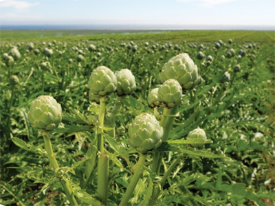 Vùng dược liệu Đà Lạt. Vùng dược liệu Đà Lạt