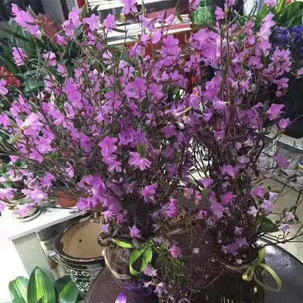 'Đỗ quyên ngủ đông': Hoa lạ như củi khô, cơn sốt Tết 2018 ảnh 3