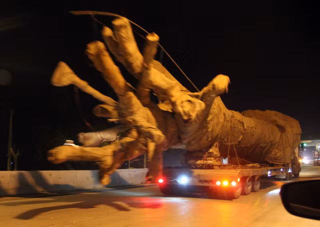 Xe 'quái thú' chở cây khủng: Hàng loạt cơ quan chức năng vào cuộc ảnh 1