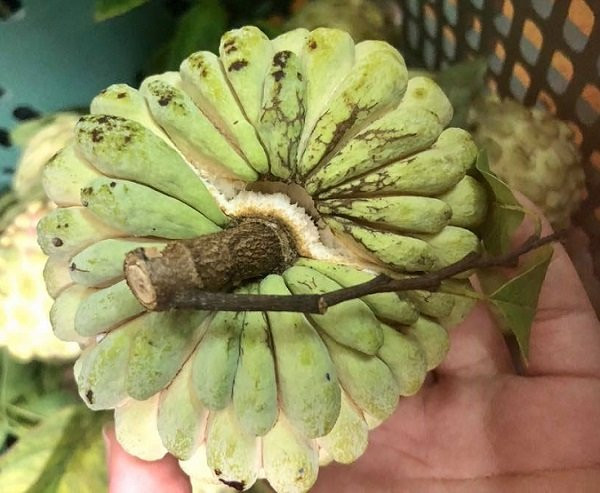 Hàng 'thất sủng' bỗng thành của hiếm: Lùng mua khắp chợ Hà thành ảnh 1