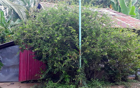 Rạch mặt người tình rồi tưới xăng thiêu sống để 'chết chung' ảnh 1