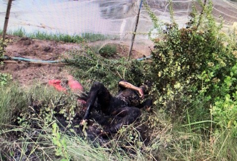 Mang 20 lít xăng đốt nhà bạn gái khiến 2 người tử vong ảnh 1