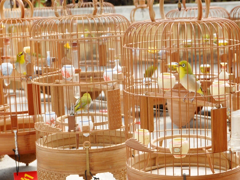 Các chú chim trổ tài thi hót. Ảnh: Tuấn Nguyễn