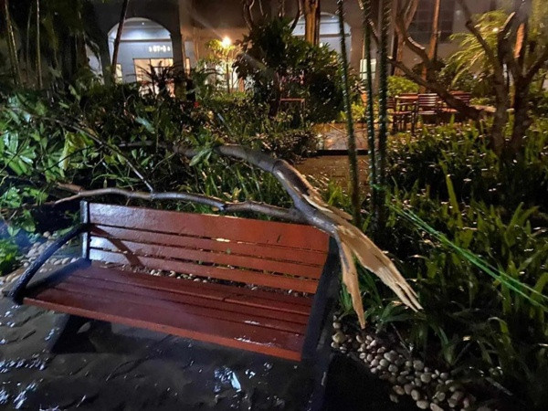 Mưa dông, gió mạnh ở Hà Nội vào cuối tuần vừa rồi khiến nhiều cây gãy đổ. Ảnh: Congthuong.vn.