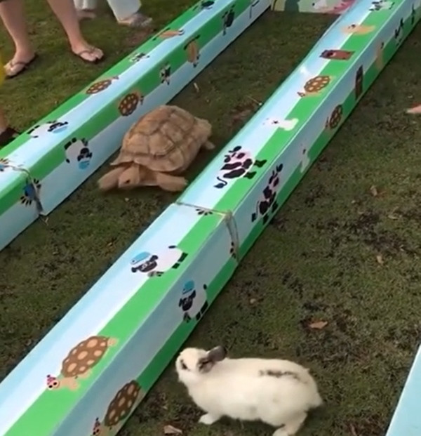 Hóa ra cuộc sống thực cũng giống trong truyện ngụ ngôn. Ảnh: Muhammad Zaheer. Hóa ra cuộc sống thực cũng giống trong truyện ngụ ngôn. Ảnh: Muhammad Zaheer.