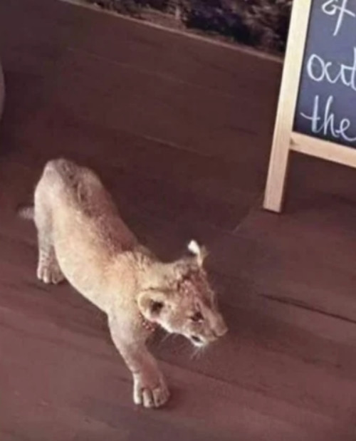 Chú sư tử được thả rông khiến nhiều người sợ vì dù còn bé nhưng nó vẫn là động vật hoang dã. Ảnh: Sinchew News. Chú sư tử được thả rông khiến nhiều người sợ vì dù còn bé nhưng nó vẫn là động vật hoang dã. Ảnh: Sinchew News.