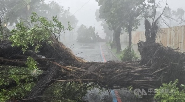 Cây lớn bị đổ ở Cao Hùng do bão Krathon. Ảnh: CNA. Cây lớn bị đổ ở Cao Hùng do bão Krathon. Ảnh: CNA.