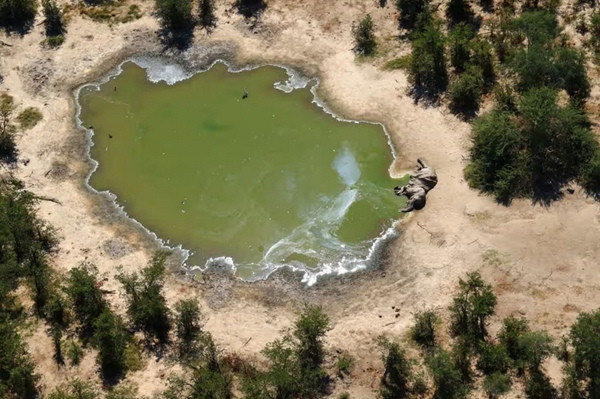 Một con voi thiệt mạng ngay cạnh một vùng nước ở Botswana năm 2020. Ảnh: Cứu hộ Công viên Quốc gia/ AFP/ Getty Images.