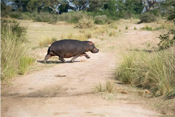 Hà mã trông rất nặng nề, nhưng thực ra chúng có thể chạy nhanh hơn con người. Ảnh: Jozef020/ CC BY-SA 4.0. Hà mã trông rất nặng nề, nhưng thực ra chúng có thể chạy nhanh hơn con người. Ảnh: Jozef020/ CC BY-SA 4.0.