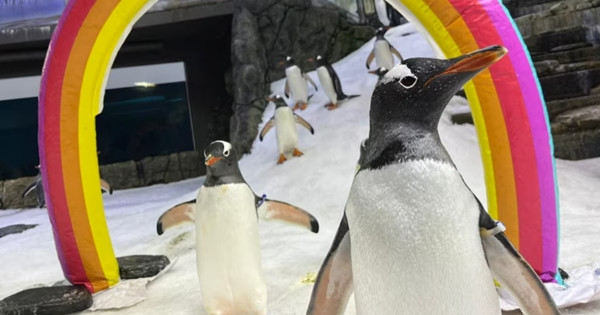 Sphen (phải) và Magic đã ở bên nhau 6 năm tại Thủy cung SEA LIFE Sydney (Úc). Ảnh: Thủy cung SEA LIFE Sydney. Sphen (phải) và Magic đã ở bên nhau 6 năm tại Thủy cung SEA LIFE Sydney (Úc). Ảnh: Thủy cung SEA LIFE Sydney.