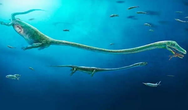 Đây là hình ảnh Dinocephalosaurus orientalis được dựng lại. Ảnh: Dinghua Yang/ ĐH Bristol.
