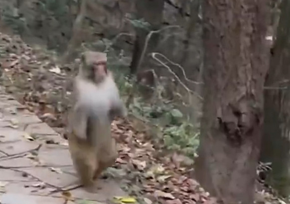 Dường như một hoặc cả hai chân trước của con khỉ này bị tật. Ảnh: Amazing Nature.