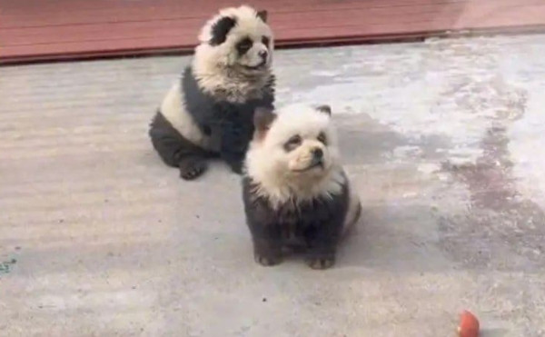 Một sở thú ở Giang Tô (Trung Quốc) cũng từng cải trang chó thành gấu panda. Ảnh: Nexta.