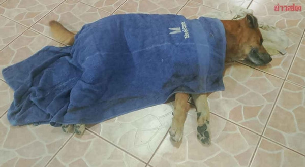 Judo chỉ nằm khóc trong tang lễ của chủ, không ai dỗ nó được. Ảnh: Khaosod.