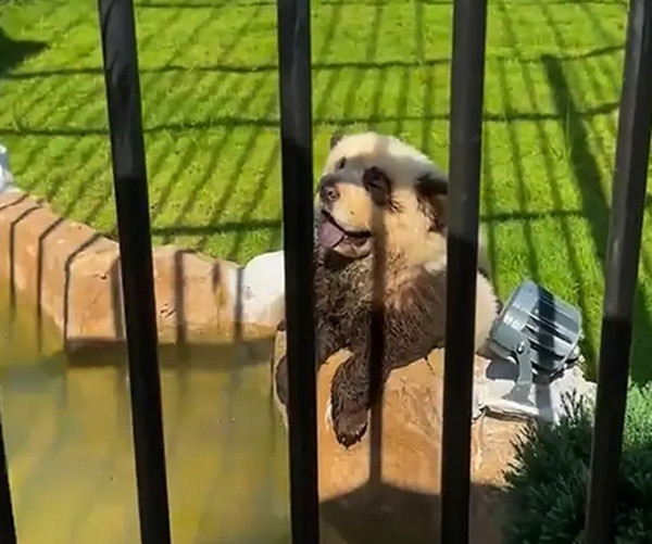 "Gấu panda" ở Sở thú Sán Vĩ (tỉnh Quảng Đông, Trung Quốc). Ảnh: AsiaWire.