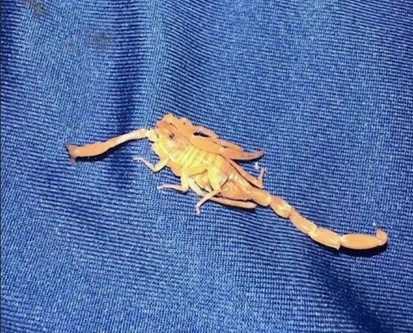 Cận cảnh thủ phạm đã phá hỏng kỳ nghỉ của anh Michael. Ảnh: Michael Farchi. Cận cảnh thủ phạm đã phá hỏng kỳ nghỉ của anh Michael. Ảnh: Michael Farchi.