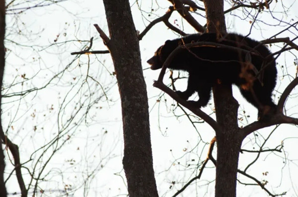 Một con gấu leo lên cây. Ảnh minh họa: Getty. Một con gấu leo lên cây. Ảnh minh họa: Getty.