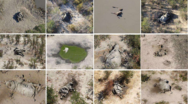 Đây là vụ voi chết lớn nhất từng được ghi nhận, theo nhà nghiên cứu Davide Lomeo ở ĐH King’s, London. Ảnh: The Guardian.