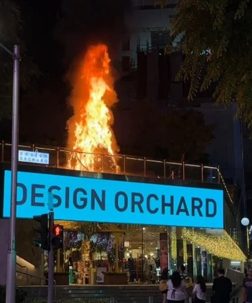 Cây thông trên nóc nhà bị cháy nhưng người đi đường tưởng là lửa giả. Ảnh: Liora.