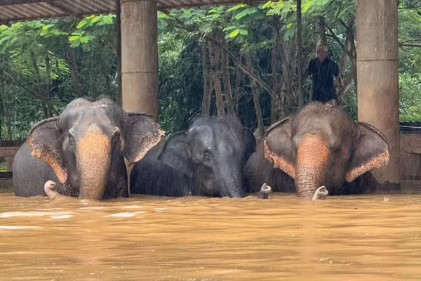 Hơn 100 chú voi ở Công viên Thiên nhiên Voi ở Chiang Mai đã được chuyển tới vùng đất cao hơn để tránh nước lụt. Ảnh: Công viên Thiên nhiên Voi.