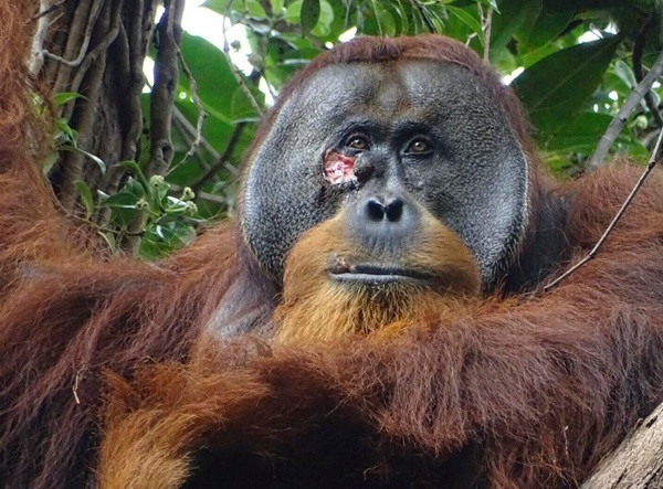 Rakus với vết thương hở trên mặt. Ảnh: Armas/ Suaq foundation via AP.