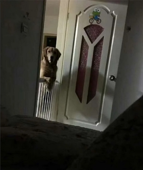 Chú chó không rời mắt khỏi người chủ cả khi ngủ. Ảnh: Sinchew.