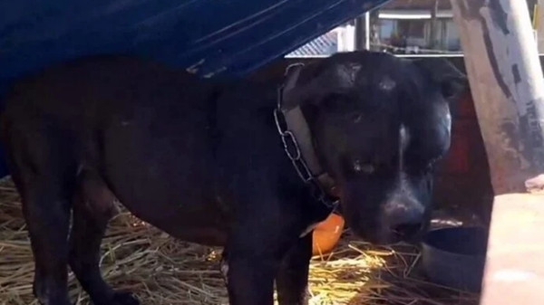Chú chó không chịu rời xe, cứ đợi chủ và không cho ai lại gần. Ảnh: Khaosod.