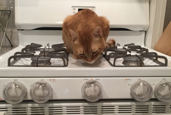 Chú mèo dẫm lên bếp, vô tình bật bếp lên và gây cháy. Ảnh minh họa: Brick Underground.