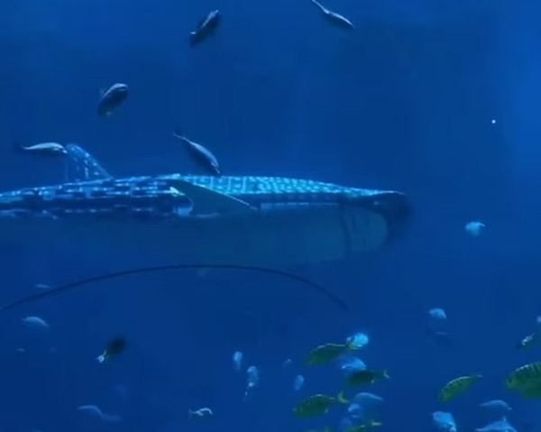 Netizen đăng ảnh cho thấy rõ những khớp nối của cá máy. Ảnh: Jam Press.