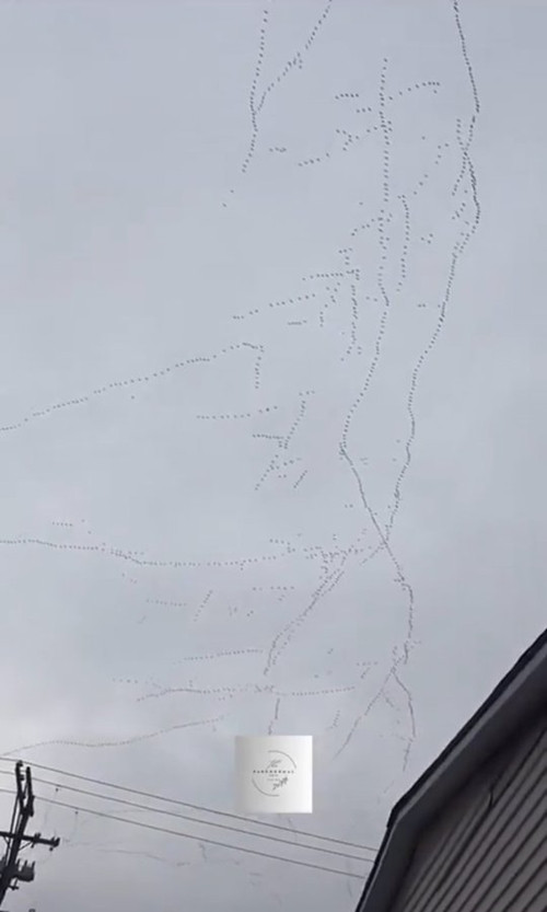Những con chim tạo thành hình lạ mắt trên bầu trời thay vì hình chữ V quen thuộc, càng khiến nhiều người suy đoán. Ảnh: X.