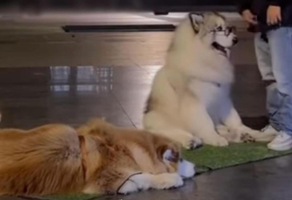 Các em chó cảnh ở quảng trường tỏ ra khá mệt mỏi khi phải ở ngoài trời nhiều giờ đồng hồ.