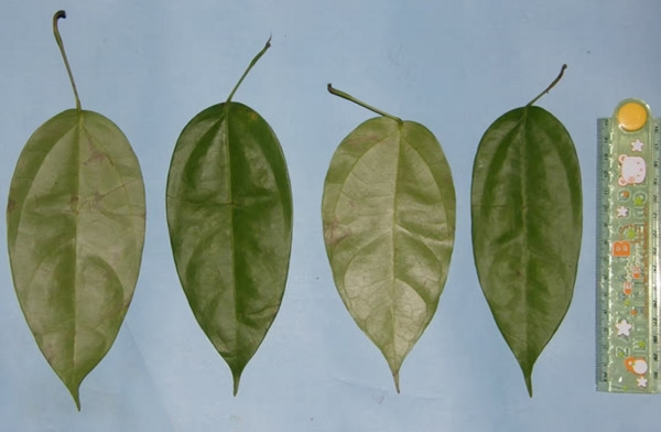 Lá của cây hoàng đằng mà Rakus đã dùng để tự chữa vết thương. Ảnh: Saidi Agam/ Suaq Project/ PA.