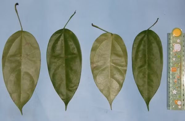 Lá của cây hoàng đằng mà Rakus đã dùng để tự chữa vết thương. Ảnh: Saidi Agam/ Suaq Project/ PA.