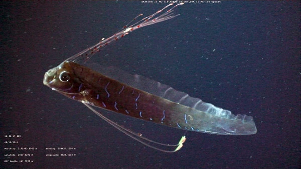 Người ta chỉ có thể nhìn thấy cá mái chèo ở môi trường tự nhiên của nó (dưới biển sâu) nhờ những loại máy móc điều khiển từ xa. Con cá mái chèo dài hơn 6 mét này được thấy ở Vịnh Mexico vào năm 2011. Ảnh: Mark Benfield. Người ta chỉ có thể nhìn thấy cá mái chèo ở môi trường tự nhiên của nó (dưới biển sâu) nhờ những loại máy móc điều khiển từ xa. Con cá mái chèo dài hơn 6 mét này được thấy ở Vịnh Mexico vào năm 2011. Ảnh: Mark Benfield.