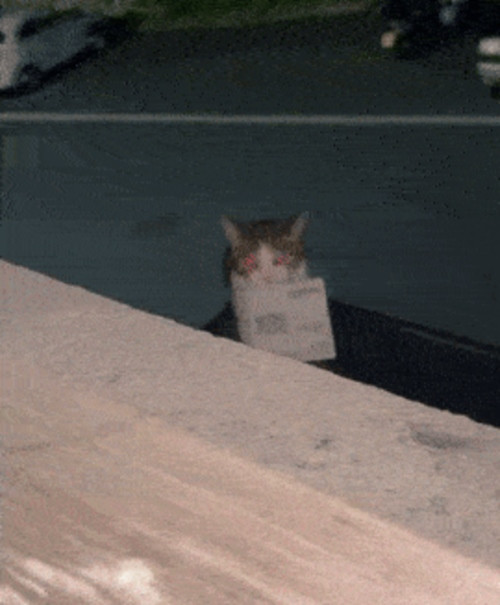 Em mèo đi chơi đến tận tối mới về. Ảnh: Megan Christian. Em mèo đi chơi đến tận tối mới về. Ảnh: Megan Christian.