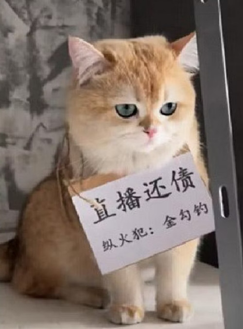 Kim Câu Điếu ngồi lì mặt trong khi chủ cho đeo tấm bảng "livestream trả nợ" và phát video lên mạng. Ảnh: FENG CHAN JIE MEI/ BILIBILI.