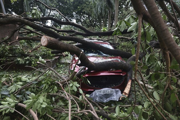 Một chiếc ô tô bị cây đổ đè trúng sau khi bão Yagi vào Hà Nội (Việt Nam). Ảnh: Tran Quoc Viet/ VNA via AP.