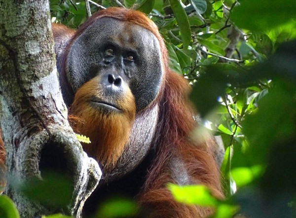 Vài tuần sau, gần như không thấy vết thương trên mặt Rakus nữa. Ảnh: Armas/ Suaq foundation via AP.