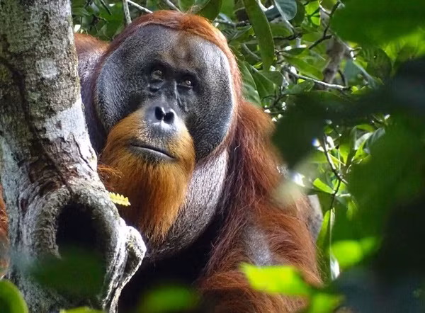 Vài tuần sau, gần như không thấy vết thương trên mặt Rakus nữa. Ảnh: Armas/ Suaq foundation via AP.