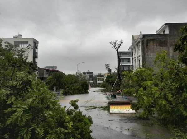 Nhiều cây xanh ở Quảng Ninh (Việt Nam) bị gãy đổ do bão Yagi. Ảnh: TPO.