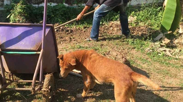 Chú chó còn lại của gia đình cứ quanh quẩn bên Judo trước khi Judo được chôn cất. Ảnh: Khaosod.