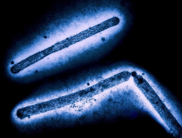 Virus H5N1 đã thể hiện những dấu hiệu biến đổi. Ảnh: CDC via AFP.