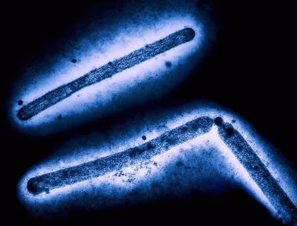 Virus H5N1 đã thể hiện những dấu hiệu biến đổi. Ảnh: CDC via AFP.