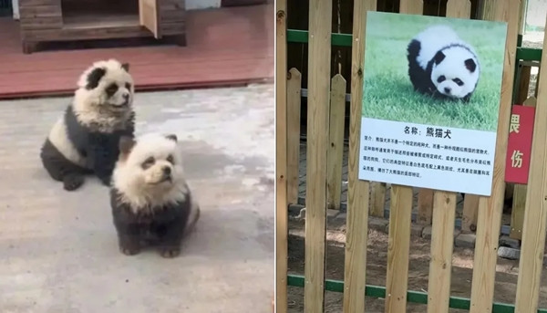 Những chú "chó gấu trúc" và bảng thông tin được gắn ở khu nuôi chúng. Ảnh: The Sun. Những chú "chó gấu trúc" và bảng thông tin được gắn ở khu nuôi chúng. Ảnh: The Sun.