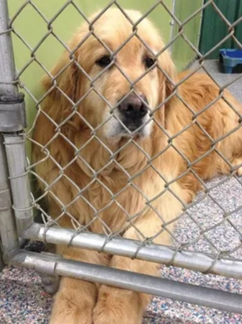 Chú chó vẫn hay thức đêm ngay cả khi ở trung tâm chó mèo. Ảnh minh họa: WXIA.