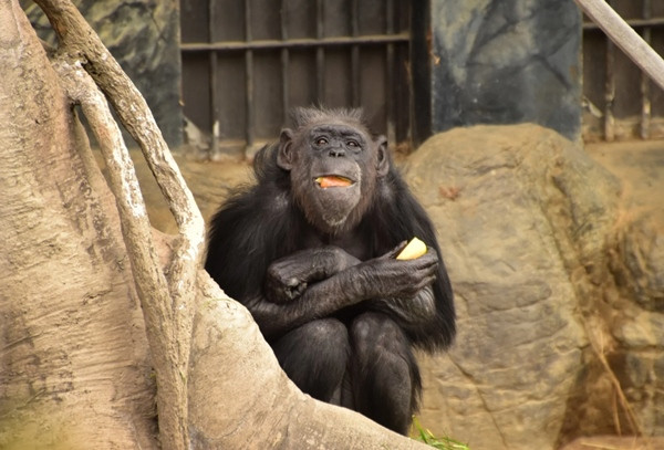 Nguồn thức ăn cho động vật ở sở thú Tennoji liên tục giảm đáng kể nên sở thú mới báo cảnh sát. Ảnh: Sở thú Tennoji. Nguồn thức ăn cho động vật ở sở thú Tennoji liên tục giảm đáng kể nên sở thú mới báo cảnh sát. Ảnh: Sở thú Tennoji.