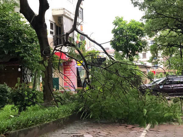 Một số cây ở Hà Nội bị gãy do ảnh hưởng của tàn dư bão số 2. Ảnh: Hoa Học Trò.