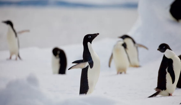 H5N1 đã đến tận Nam Cực và khiến một số chim cánh cụt nhiễm bệnh. Ảnh: Chris Johnson/ PA.