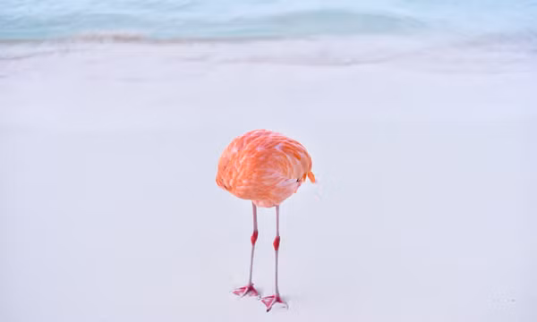 Ảnh "Flamingone" của nhiếp ảnh gia Miles Astray. Ảnh: Miles Astray.